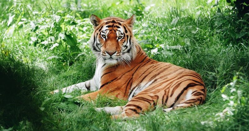 2022: The Year of the Tiger | criticallyendangered