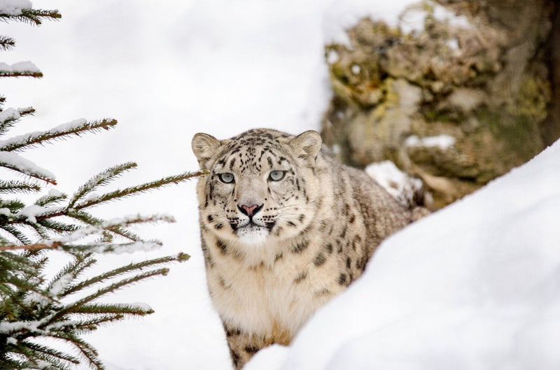 CES X WWF: DO YOU WANT TO SAVE A SNOW LEOPARD? | criticallyendangered