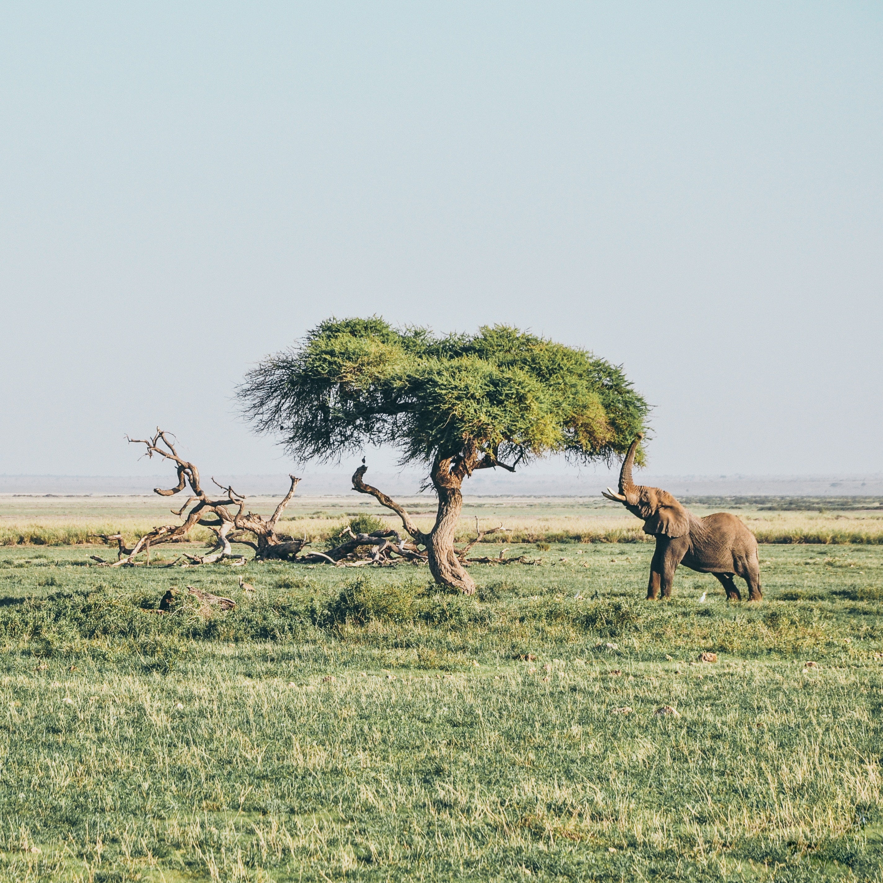 what-does-critically-endangered-even-mean-criticallyendangered