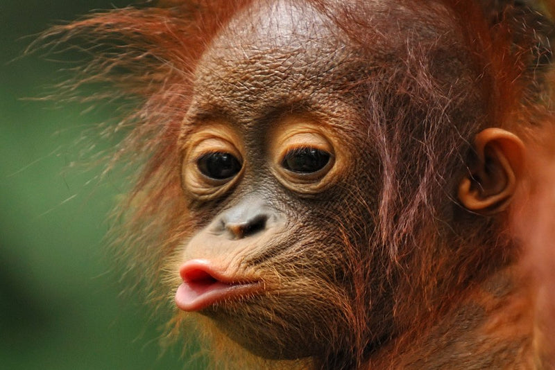 CRITICALLY ENDANGERED BABY ANIMALS | criticallyendangered