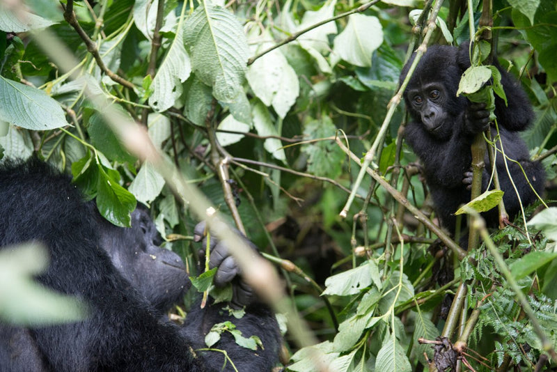 CROSS RIVER GORILLAS: 300 CHANCES TO JOIN THE FIGHT | criticallyendangered