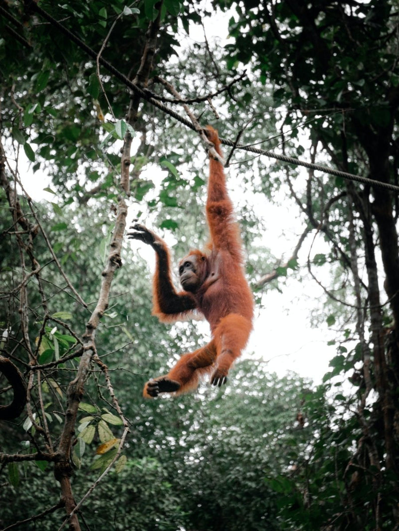 EARTH DAY 2021: RESTORE OUR EARTH | criticallyendangered