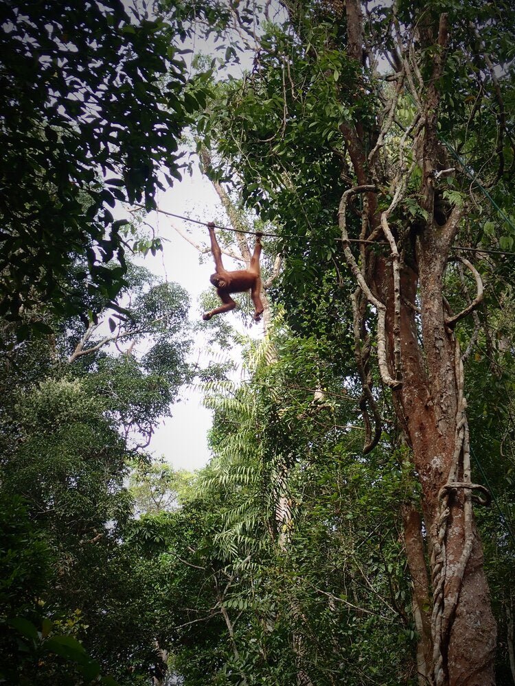 EXPEDITION TO MALAYSIA AND BORNEO | criticallyendangered