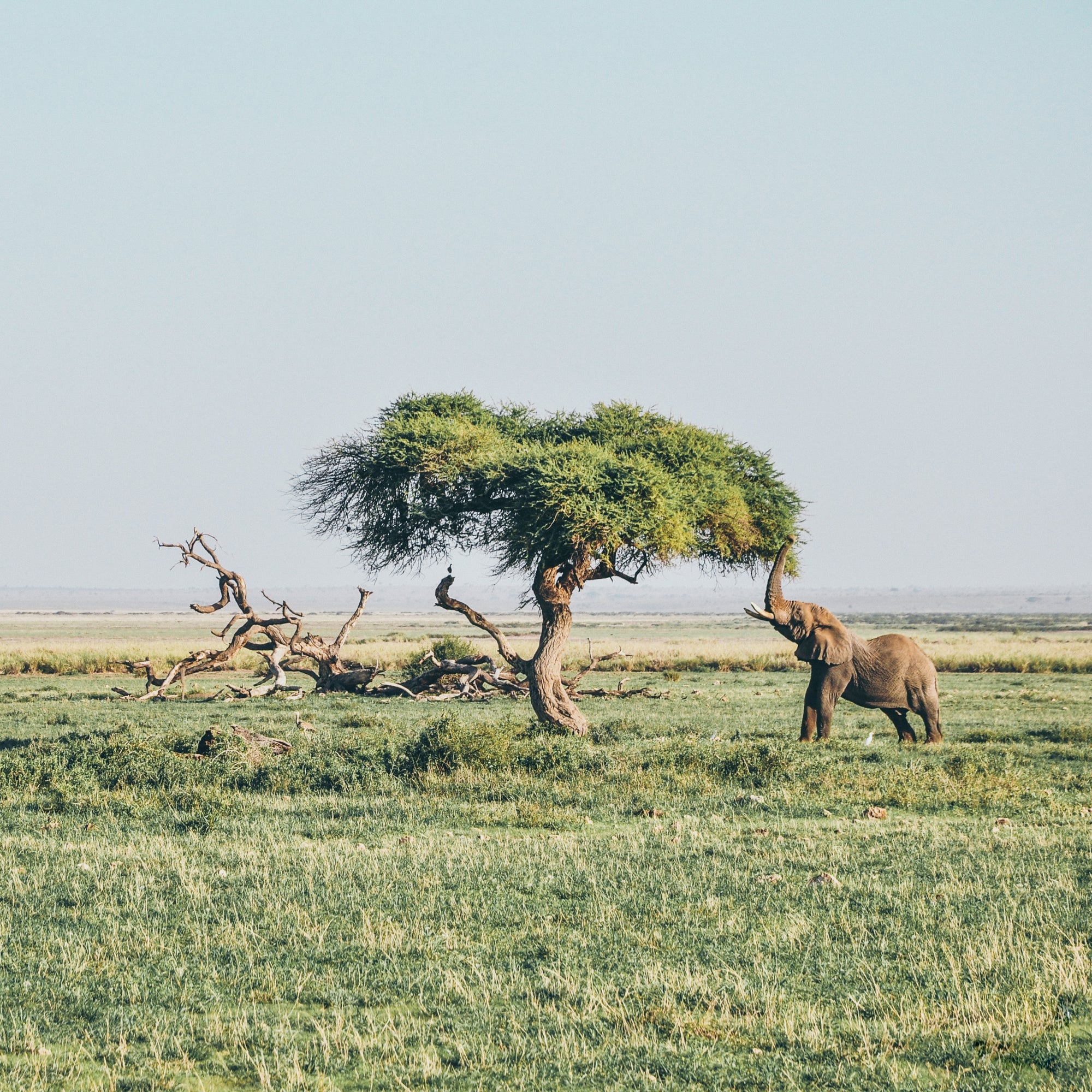 What Does "Critically Endangered" Even Mean?