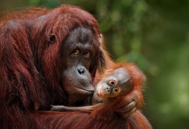 INTERNATIONAL ORANGUTAN DAY | criticallyendangered