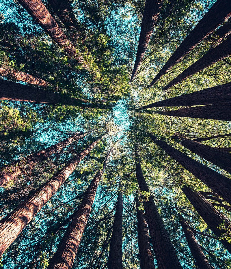 Invest in our Planet - Earth Month 2022 | criticallyendangered