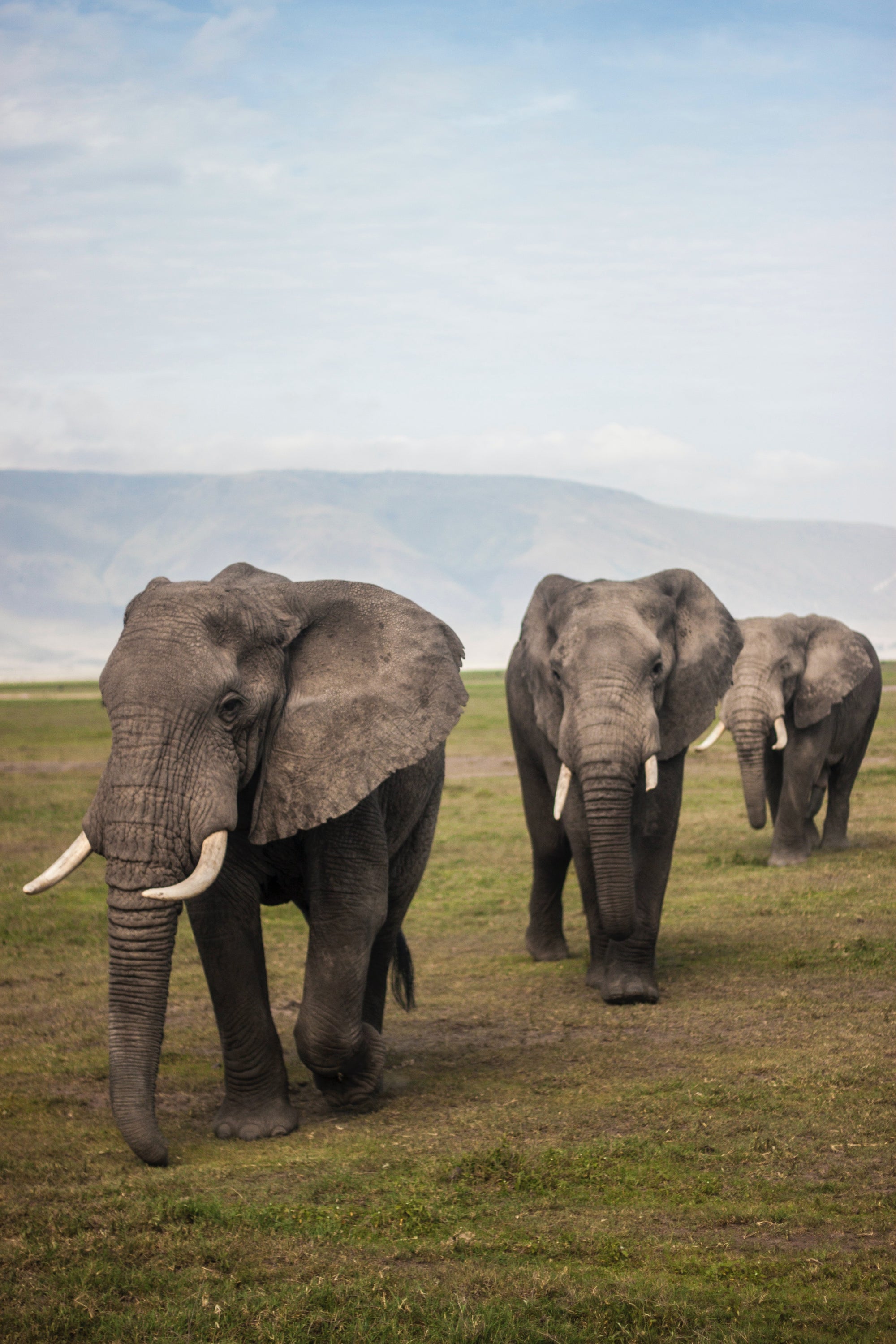Why we love elephants