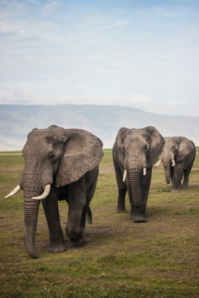 Why we love elephants