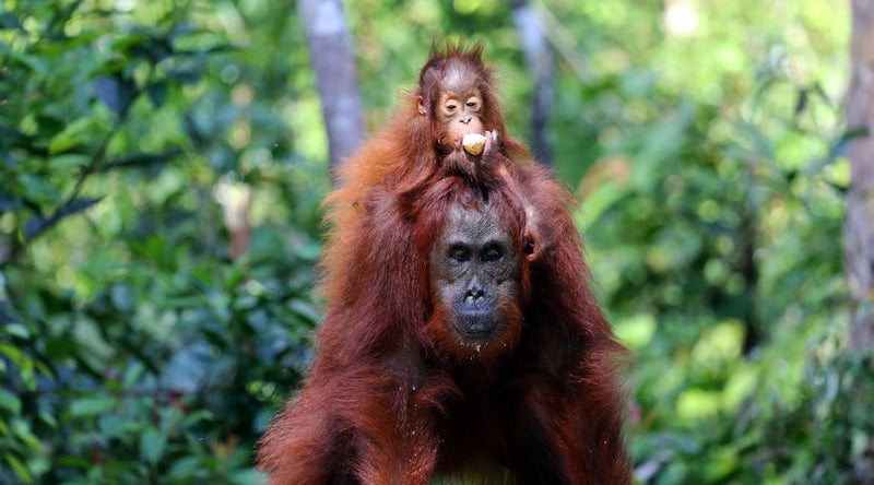 ORANGUTAN CARING WEEK – HOW TO GIVE A MONKEY’S | criticallyendangered