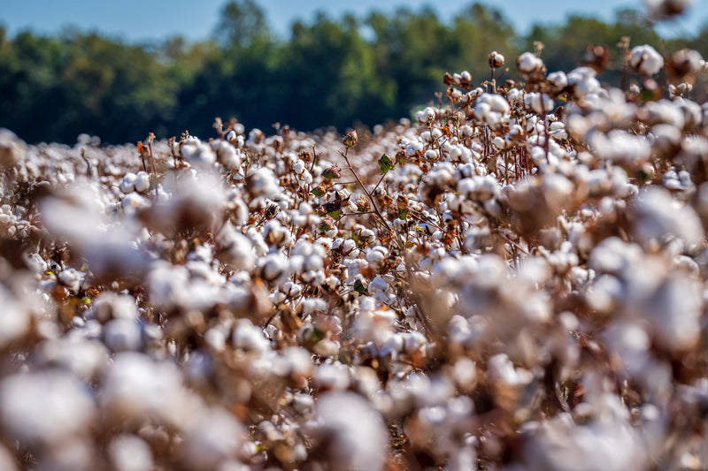 GOTS Organic Cotton and why you should care