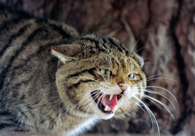 SCOTLAND’S WILD(CAT) SIDE | criticallyendangered