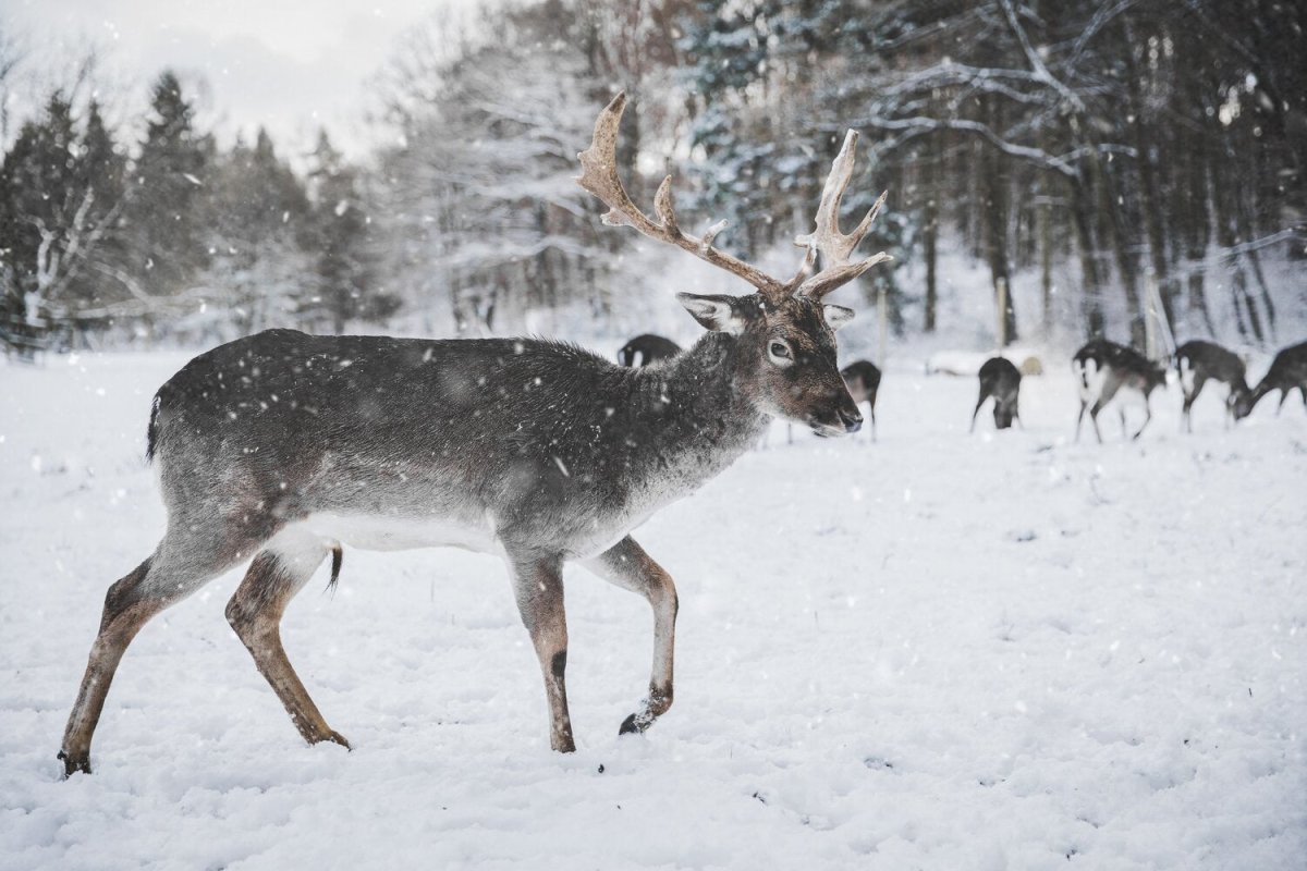 THE CRITICALLY ENDANGERED CHRISTMAS GIFT GUIDE | criticallyendangered