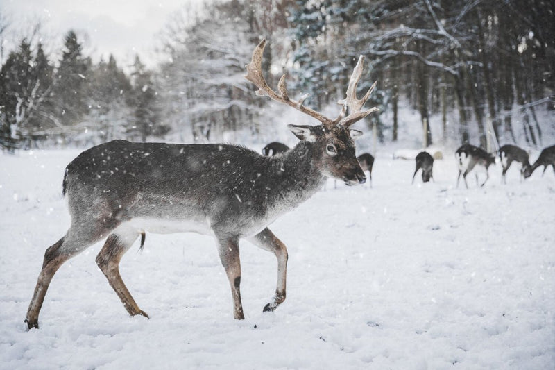 THE CRITICALLY ENDANGERED CHRISTMAS GIFT GUIDE | criticallyendangered
