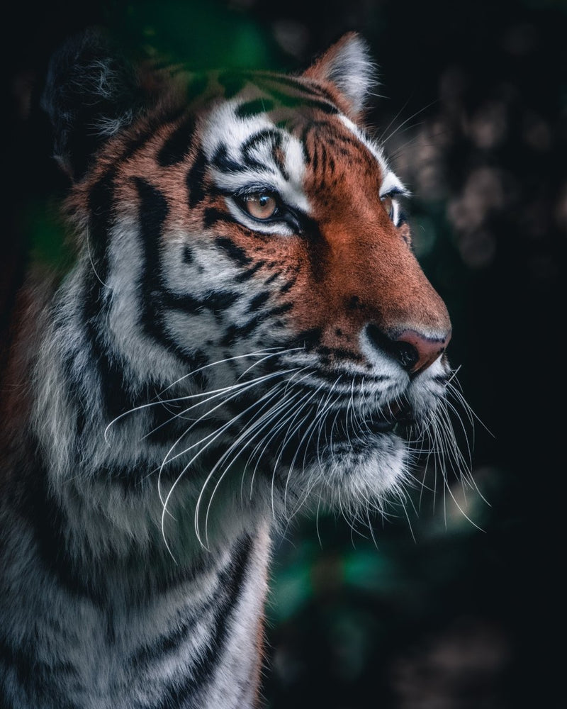 THE WONDERFUL THING ABOUT TIGERS – INTERNATIONAL TIGER DAY | criticallyendangered