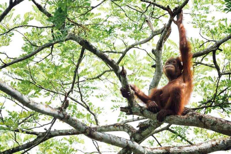 What are the world’s most endangered animals? | criticallyendangered