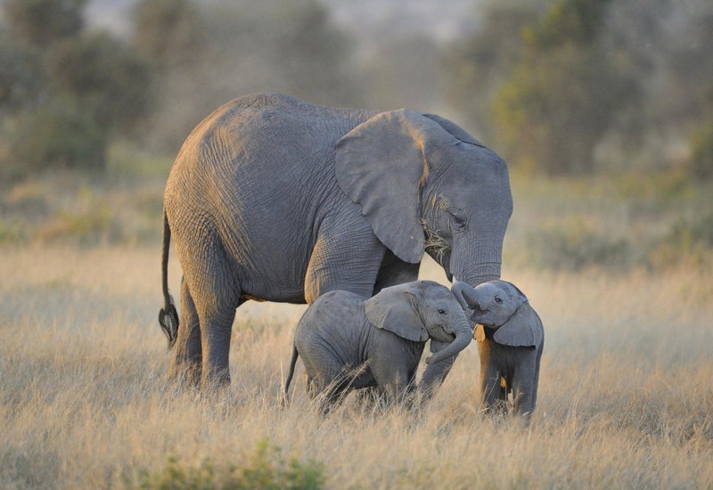 WORLD ELEPHANT DAY | criticallyendangered