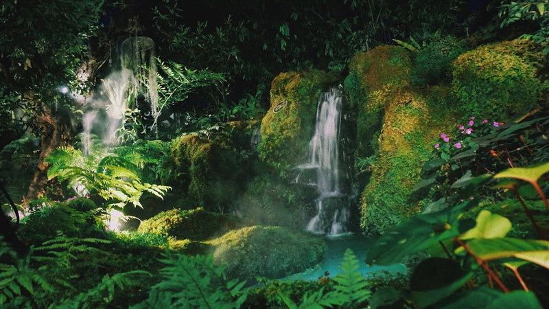 WORLD RAINFOREST DAY | criticallyendangered