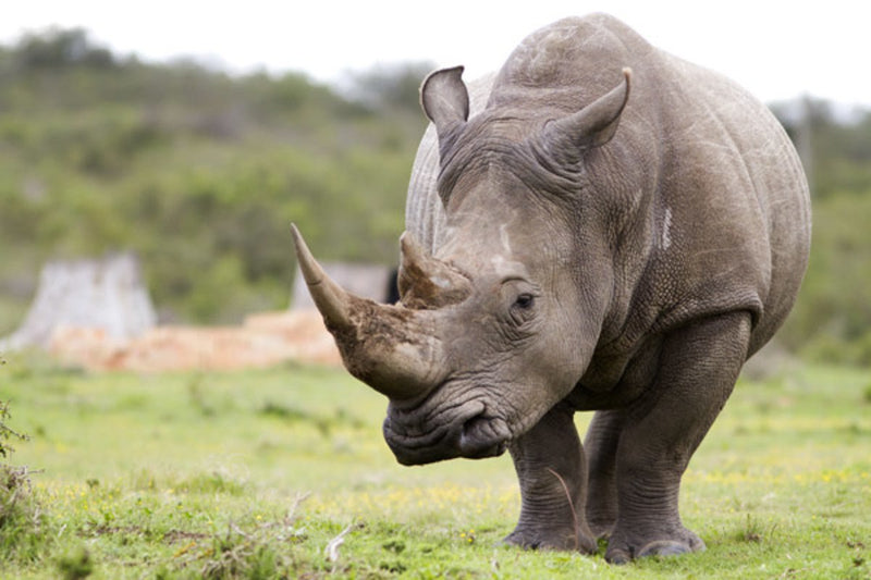 WORLD RHINO DAY 2018 | criticallyendangered