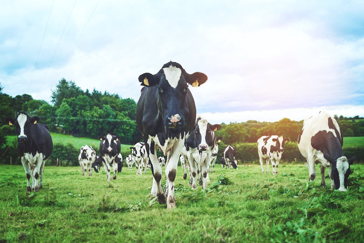 WORLD VEGAN DAY | criticallyendangered