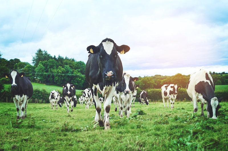 WORLD VEGAN DAY | criticallyendangered