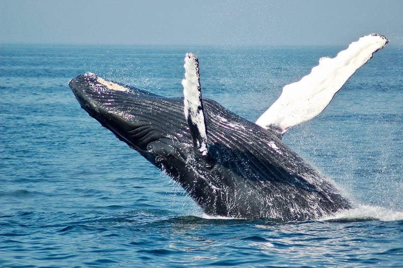 World Whale Day | criticallyendangered